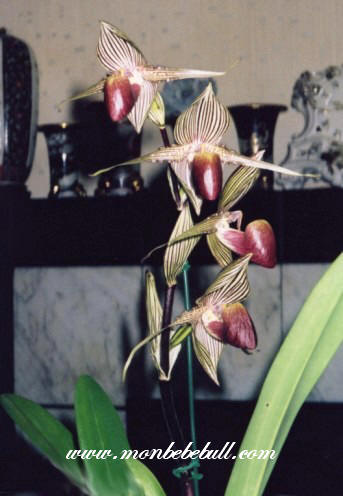 Paph rothschildianum (Rex FCC x Mont Milais FCC).jpg